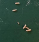 Temperate Springtails       1000  Count      Bioactive Clean-up Crew-free Ship