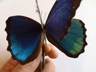 4 Morpho Menelaus S sp Occidentalis A1- With Data  Brazil