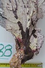 Large Natural Sea Fan - Coral - Sea Whip - Free Shipping 21x9 5 Base 4 5 X3in