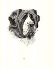 Antique St Bernard Print 1935 Wardle Saint Bernard Art Illustration Cfw 6880d