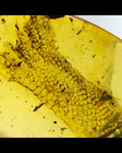 Burmite Fossil Cretaceous Amber Unknown Insect Skin Burmese Amber Fossil Myanmar