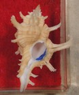 Chicoreus Axicornis 34mm West Pacific