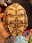 Ouachita Map Turtle Shell Taxidermy