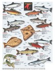 Fish Of Alaska Identification  16 - Waterproof Reference Guide