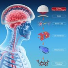 810nm Photobiomodulation Helmet For Cognitive Enhancement Focus Concentration