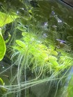 Live Java Moss  Frogbit  Floater Combo Package Freshwater Aquarium Fishtank