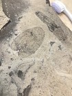 Eurypterid  Erettopterus Silurian Parkhead Ontario