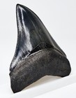 Megalodon Shark Tooth Real Fossil -3   7 16      Georgia  Usa - Sharks Teeth Jaw