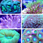 Coral Frag Pack 6  8 Or 10 Pack  Mixed Sps  Lps  Soft Coral - Free Shipping 