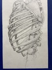 Antique Vintage Original Signed Male Anatomy Chart Pencil Drawing