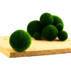 1-50pcs Marimo Moss Balls Mini Aquarium Plant Fish Tank Shrimp Nano Seaweed Ball