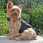 Doggie Design Dog Tuxedo W tails  Bow Tie And Cotton Collar Xs-3xl New