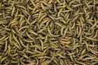 Live Superworms 250 Count   Premium Feeder Insects   Fresh Packed
