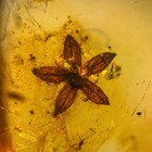 Unusual Flower In Burmese   Burmite Amber Fossil   100  Genuine 