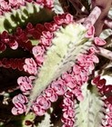 Rare Kalanchoe Pink  Butterflies Hybrid Variegata Succulent Cutting  4  - 6 