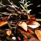         50 Nerite Snails   Organic Magnolia Leaves