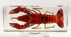 4 3  Real Crayfish In Crystal Clear Lucite Resin Science   Education Specimen