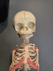 Nib Baby Skeleton Model Fetal Model Human Body Teaching Newborn Baby Skull