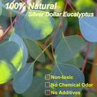 Preserved Dried Eucalyptus Stems  7-10 Pcs Pure Natural Real Silver Dollar Leave