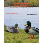 Uimoso 6-pack Realistic Floating Teal Decoys For Outdoor Hunting