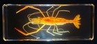 Large 4 3  Real River Shrimp In Clear Resin Preserved Macrobrachium Nipponense