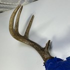 8 Point Whitetail Deer Antler Rack Skull Cap Taxidermy Mount Cabin Decor