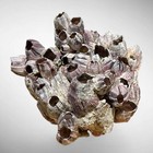 Purple Barnacle Shells Cluster Specimen Collectible Shell Coastal Decor