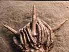 Killer Dorycrinus Gouldi Fossil Crinoid  Crawfordsville  In