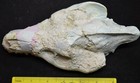 Oreodont Upper Skull  Merycoidodon  Fossil  Badlands S Dakota  Oligocene  O1589