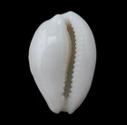 Cypraea  talostolida  Rashleighana 23 0mm     Honolulu  Oahu  Hawaii     Gem