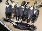 Professionally Tanned Medium  2 Striped Skunk Hide fur gag Gift prank