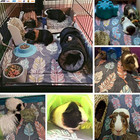 Guinea Pig Fleece Cage Liner For Midwest Habitat   Guinea Pig Bedding   Guinea P