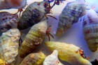 Sale      60-pack Blue Leg Hermit Crabs  clibanarius Tricolor  - Cleaning Crew