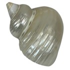 Vintage Polished White Turbo Shell 2  Natural Sea Shell Home Decor Beach Ocean