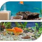 Acrylic Shrimp Feeder Bowl Transparent Aquarium Feeding Dish Reptile Supplies Us