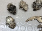 Lot Of  Taxidermy Rodents Skulls    Bones