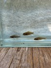 Gulf Coast Pygmy Sunfish Trio 1m 2fm
