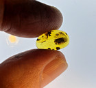 A101 Bu2111 Rare Isopod In Nice Burmese Amber Burmite 99mya