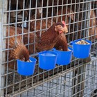 40 Pcs Plastic Cage Cups Birds Feeders Bird Water Dispenser For Parrot Parakeet