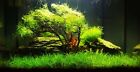 New Live Aquarium Plant Seeds   Fish Tank Water Grass Ground Covering Plant Seed