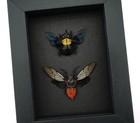 Real Framed Cicada Bee Set Insect Taxidermy Moonlight Display