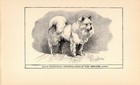 Antique Pomeranian Print 1912 Moore Ch Konig Of Rozelle Wall Art Decor 4868b