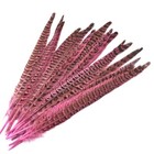 Ringneck Pheasant Tail - 2 - Fly Tying Materials - Fly Tying Feathers - 10-12 In