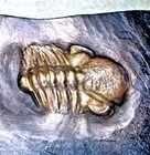 4 5cm    Pyritised Chotocops Ferdinandi  Both Eyes Intact   Devonian  Germany