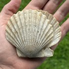 Pristine 3  Paired Fossil Scallop Seashell Chesapecten Va Megalodon Era Decor