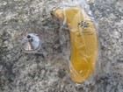 New Monkey Shoulder Banana Liquor Flask    very Unique    In Box With Funnel