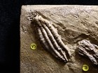 Three Fossil Crinoid Plate  Crawfordsville  In