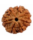7 Mukhi Rudraksha Beads Seven Face Rudraksh Bead Nepal Origin A    Quality