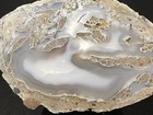 Big  Highly Agatized Polished Wiggins Fork Petrified Wood Fossil Wyoming  4934gr