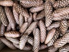 100 Norway Spruce Pine Cones- Natural From Tree Mixed Sizes